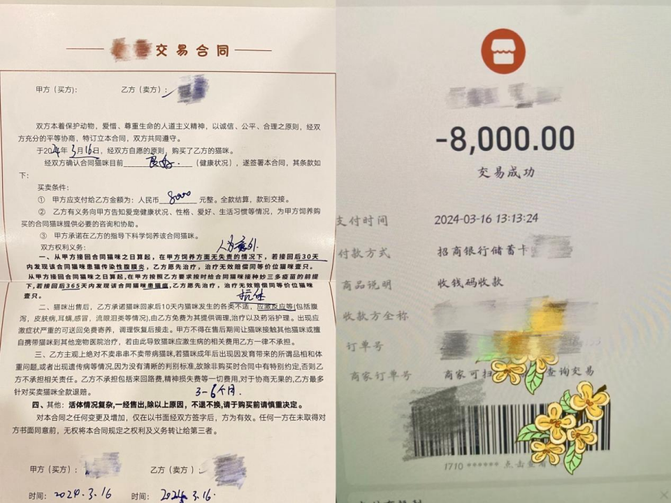 我花8000元，買到一只后院貓